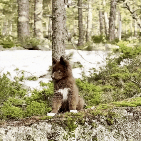 Red Husky GIF