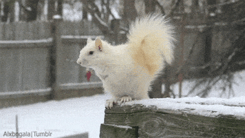 snow squirrel GIF