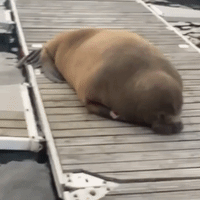Freya the Walrus Spotted on Pier