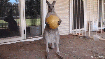 reactions mad serious kangaroo play times over motherfucker GIF