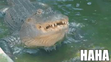 Laugh Alligator GIF by VISIT FLORIDA