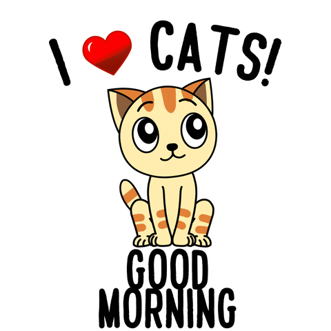 Cat People Love GIF by GoodMorningCat