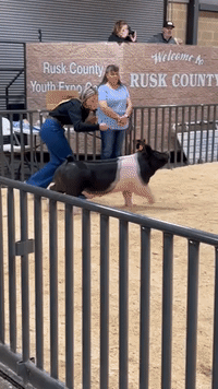 Pig's Strut Becomes Viral Hit