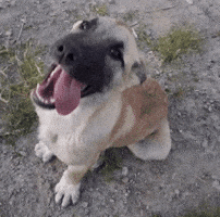 Dog GIF