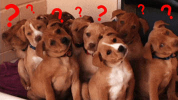  dog what confused puppies question GIF