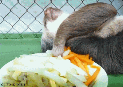  eating hungry sloth chilling food coma GIF