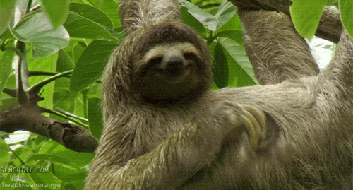 smiling sloth gif