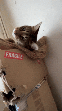 Cat Jump Scare With Paw Reach