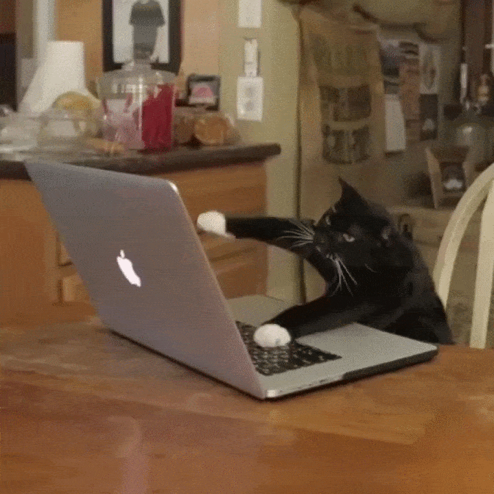 Funny picture of a cat typing on a laptop