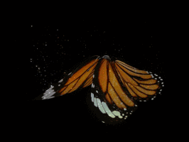 Monarch Butterfly GIFs - Find & Share on GIPHY