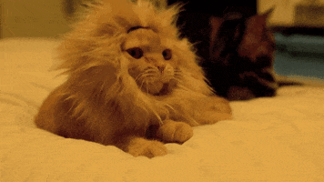 cat lion GIF