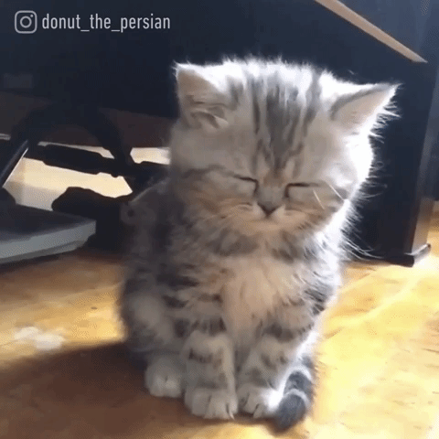 giorgisonicius cat GIF
