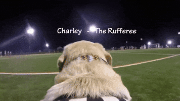 sarastanley  GIF