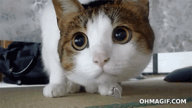 scared cat GIF