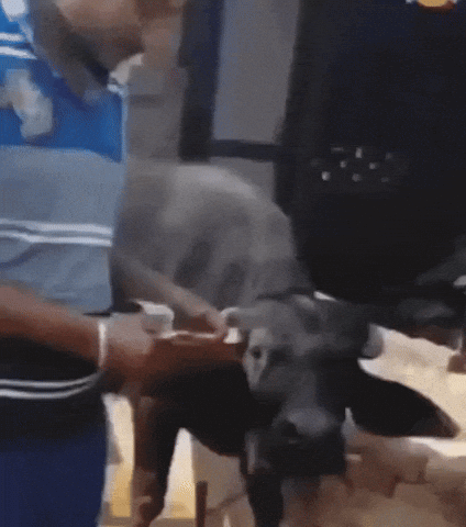 Cow GIF