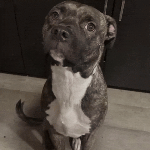 Weallwinlasvegas GIF