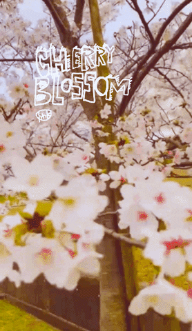 Cherry Blossom Flowers GIF by KaoruHironaka