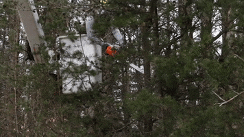Chainsaw Tree Cutting GIF by JC Property Professionals
