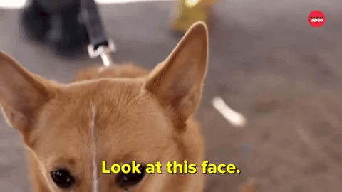 My-dog-stepped-on-a-bee GIFs - Get the best GIF on GIPHY