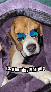 Lazy-sunday GIFs - Get the best GIF on GIPHY Lazy-sunday GIFs - Get the best GIF on GIPHY