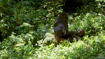 gorilla park ranger GIF