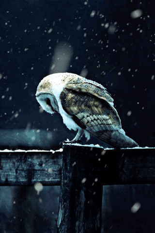 Kingkaps7 GIF