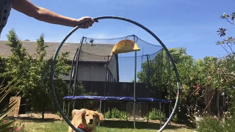 Dog Taco GIF