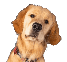 Golden Retriever Dog Sticker