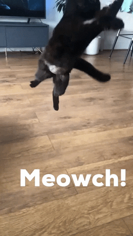 purrcivalcat cat jump meow leap GIF