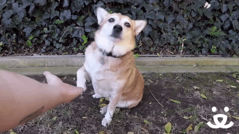 best friends yes GIF by Best Friends Animal Society