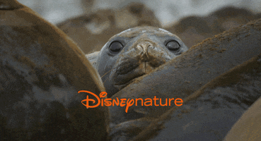 disney seal GIF by Disneynature