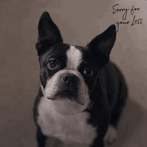 season 1 dog GIF by Sorry For Your Loss