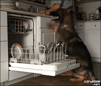 Dog Dishwasher GIF - Find & Share on GIPHY
