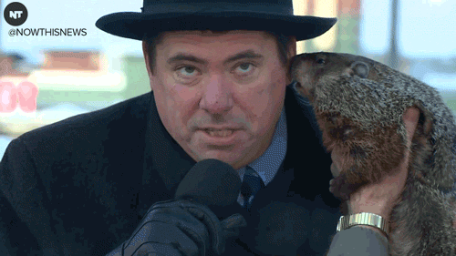 Groundhog-bites-mayor GIFs - Get the best GIF on GIPHY