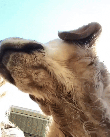Video gif. Dog is being filmed from below and we see the outline of their lips. They eventually see the camera and their face looks super derpy as they ponder themselves in the front camera as their ears flop about.