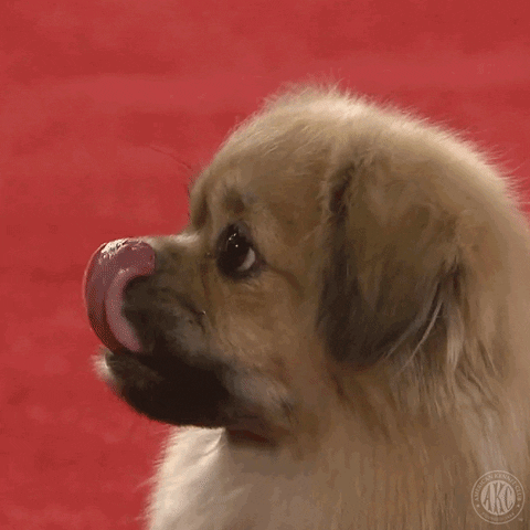 This Is Great In Love GIF by American Kennel Club