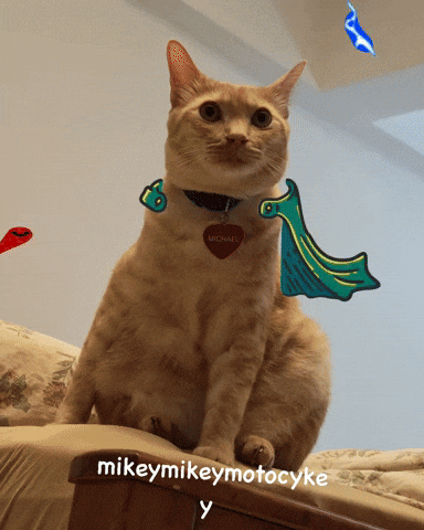 Funny Cat GIF