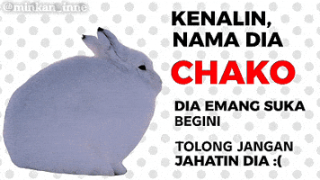 Kelinci Chako GIF