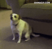 Dog-scratching GIFs - Get the best GIF on GIPHY