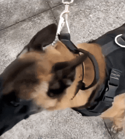 Are You Sure Police Dog GIF