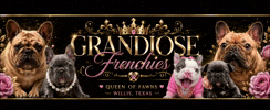 French Bulldog Logo GIF by Grandiose Frenchies