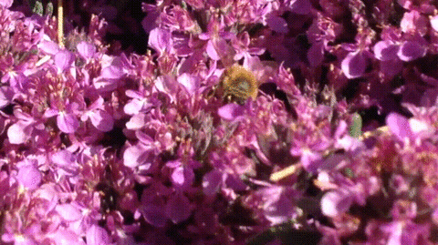 ¡Esto hacen los insecticidas en las abejas!