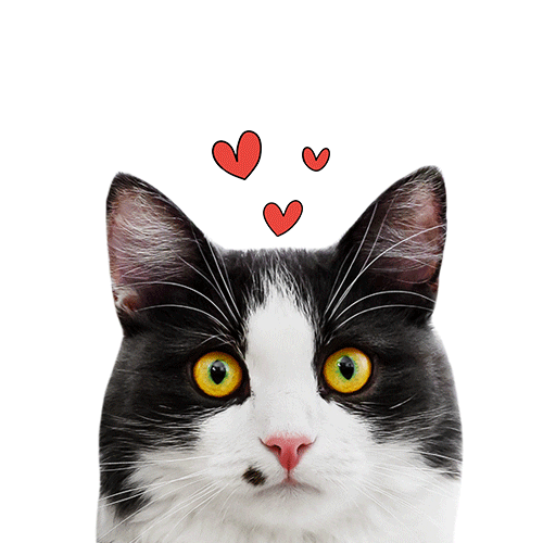 catandcook Sticker