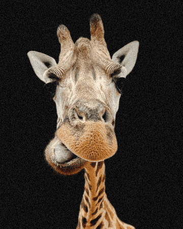 Zoo Giraffe GIF by Knies Kinderzoo