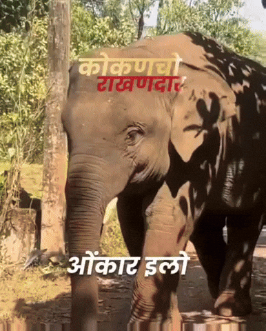 Kokan GIF by HackerMarathi.IN