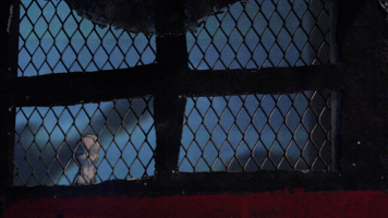 GIF by Carl Knickerbocker