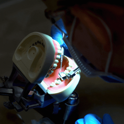 St Louis Teeth GIF by St. Louis Community College