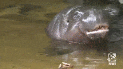 hippo