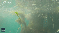 Marine Biologist Swims Through Herd of Baby Seahorses in Victoria
