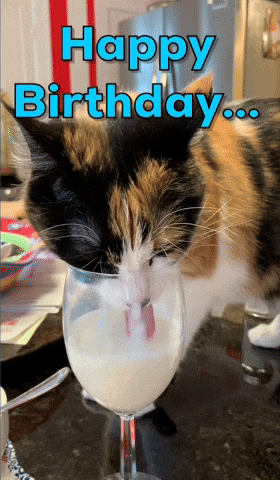 funny birthday cat gif